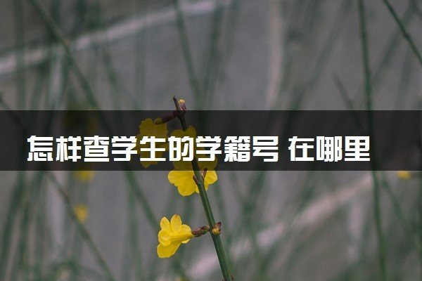 小学生学籍怎么查询？