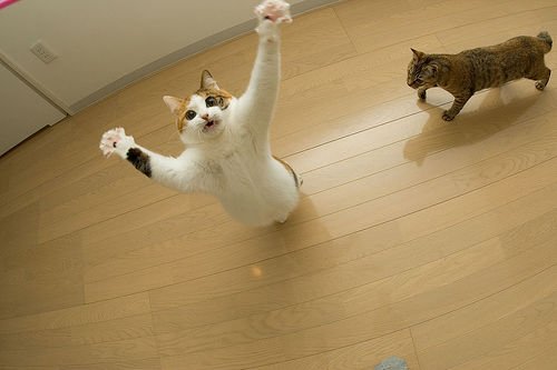 想象猫咪的介绍