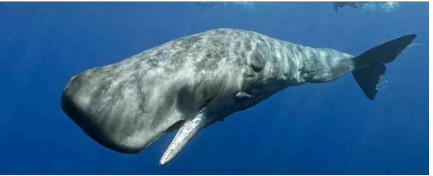 抹香鲸的天敌是什么？