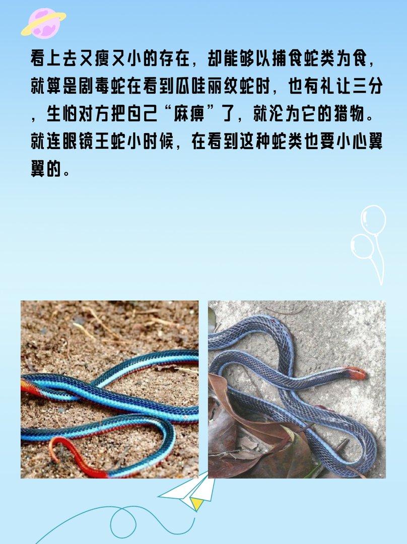 丽纹蛇：国内吃眼王第一蛇？
