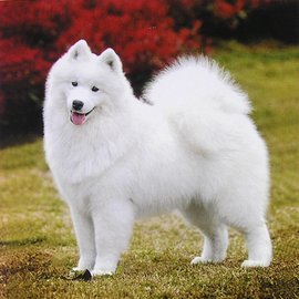 萨摩耶犬名字大全有哪些?
