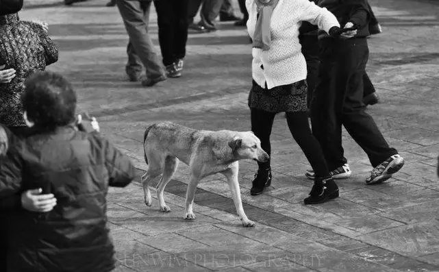 学校保安打死喂奶狗妈妈，校方：存在咬人隐患，如何治理学校的流浪狗？