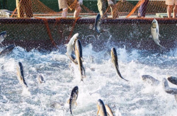 鱼水之情指的是什么动物