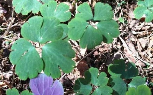 千年耗子屎的功效与作用是什么？