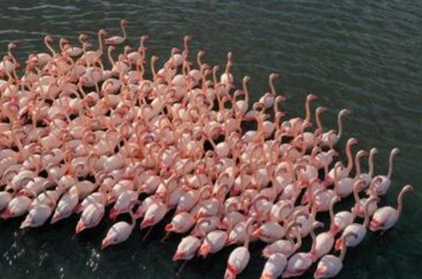 成群结队是什么意思啊