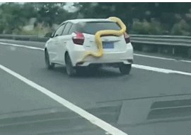 高速公路上汽车车尾上盘踞着一条巨大的黄金蟒，面对类似情况你会如何应对？