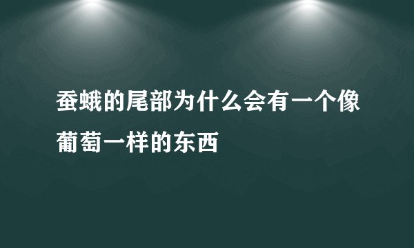 蚕蛾的尾部为什么会有一个像葡萄一样的东西