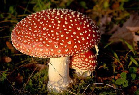 世界最大蘑菇长了2800年，蘑菇的繁殖方式是什么？