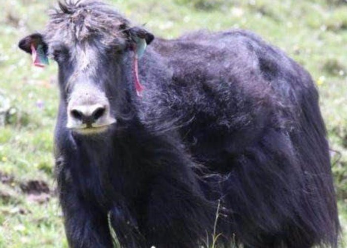 为什么要培育无角的牦牛呢？