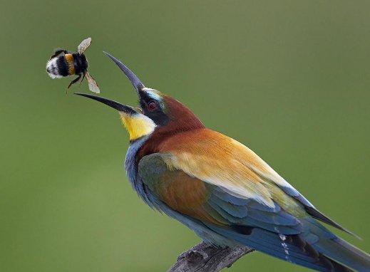 早起的鸟儿有虫吃，如何幽默回复？