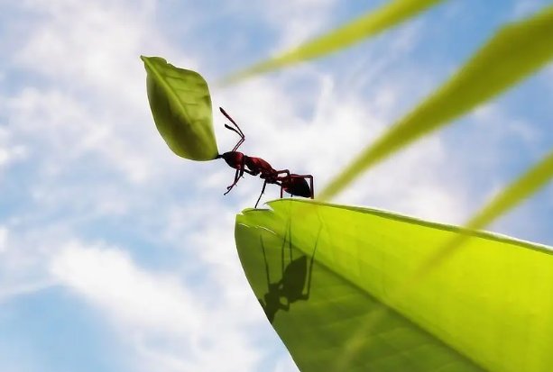 种子传播方法10种