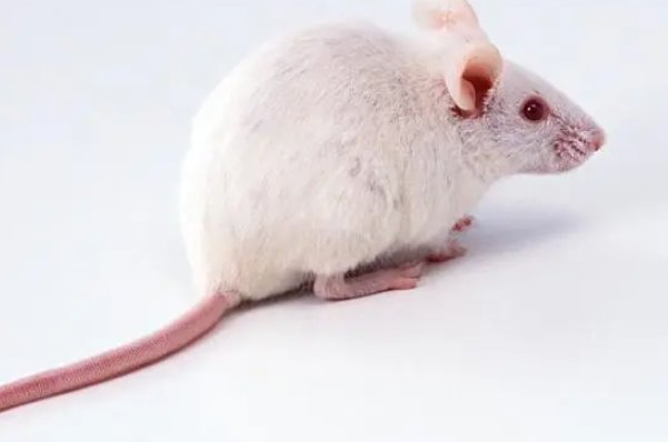 瓜田李下是指什么动物