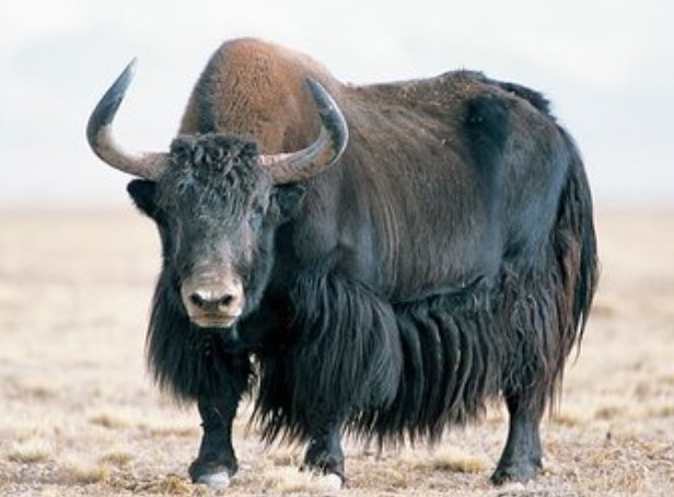 青海一男子靠牛粪堆躲过野牦牛攻击，野牦牛的战斗力有多强？