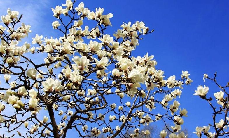 玉兰花资料？