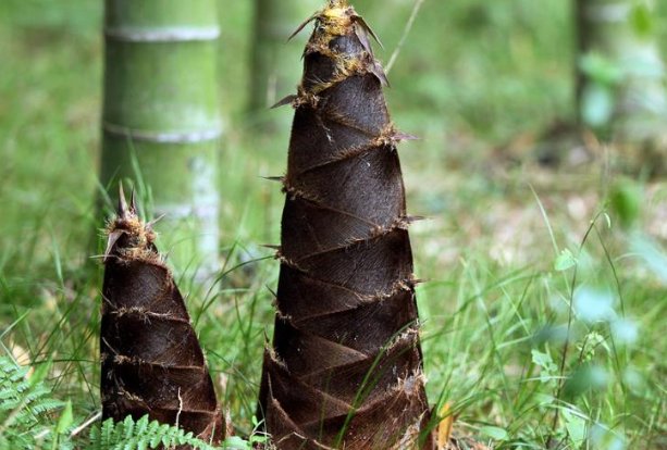 茼蒿和竹笋哪个是原产于中国的