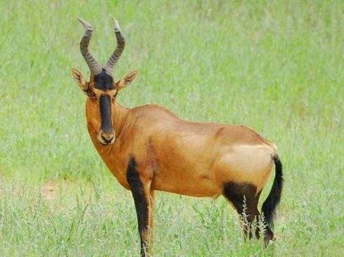 狷羚亚科的属/种