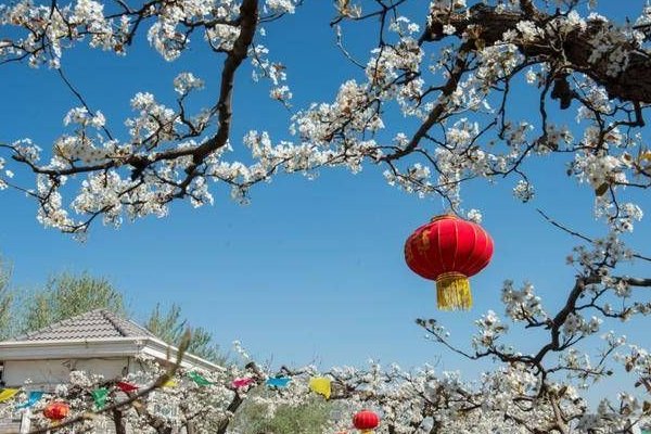 赵县梨花节在每年什么时候举行