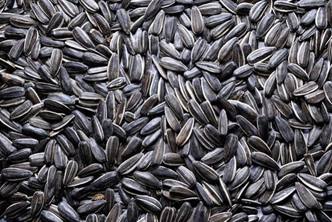 谜语： 一个黑孩，从不开口。要是开口，掉出舌头。（打一植物。）