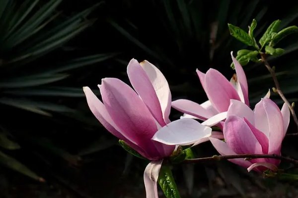木兰花的花语和寓意是什么