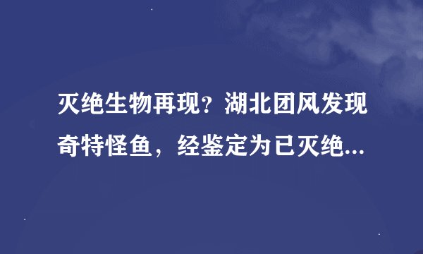 灭绝生物再现？湖北团风发现奇特怪鱼，经鉴定为已灭绝的长江鲟