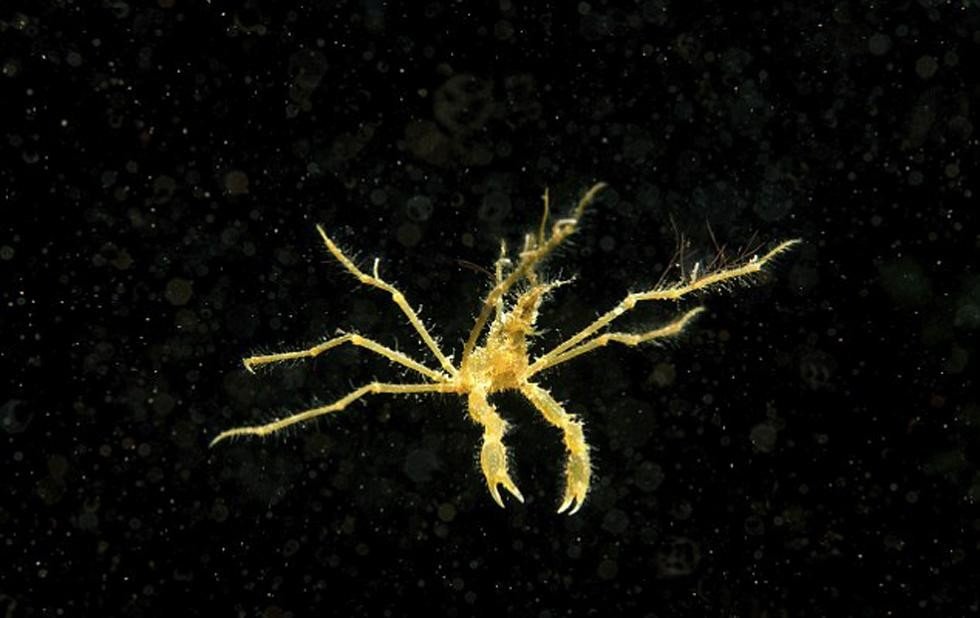 盘点十大最怪异海洋生物 还记得奥特曼里面的怪兽吗