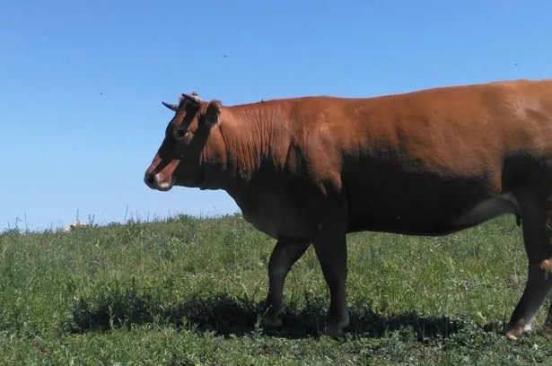 绝处逢生打一正确生肖