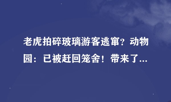 老虎拍碎玻璃游客逃窜？动物园：已被赶回笼舍！带来了哪些警示？