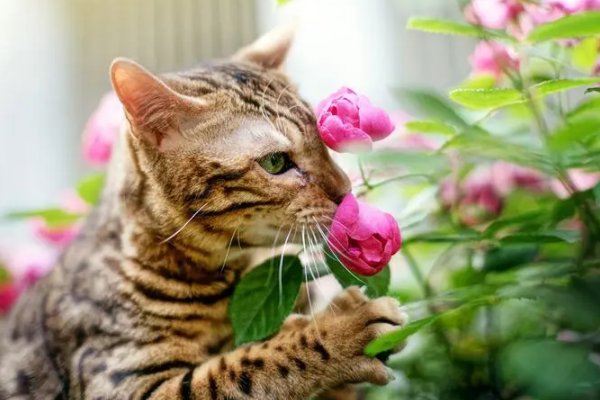 猛虎嗅蔷薇暗示什么