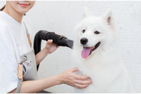 十大宠物美容培训机构