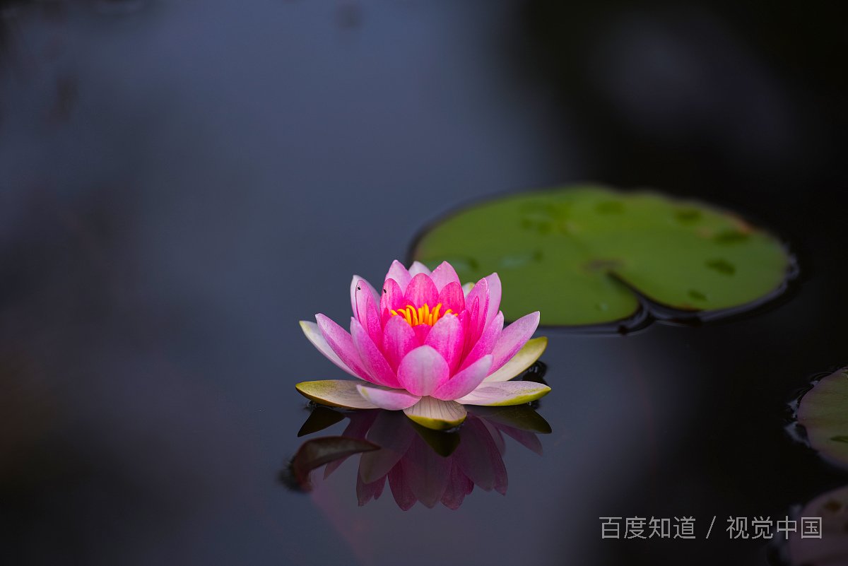一叶一菩提一花一世界什么意思