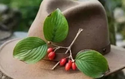 重阳节这一天将茱萸佩带于臂，或插在头上能起到什么作用？