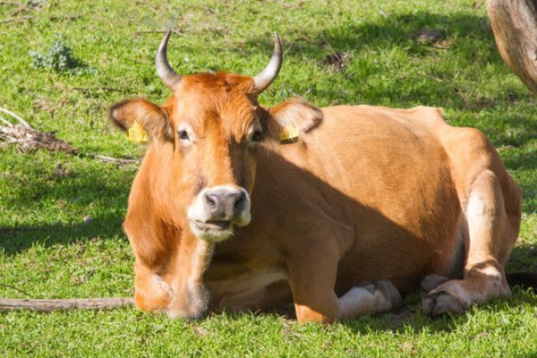 心心相印最佳答案什么动物