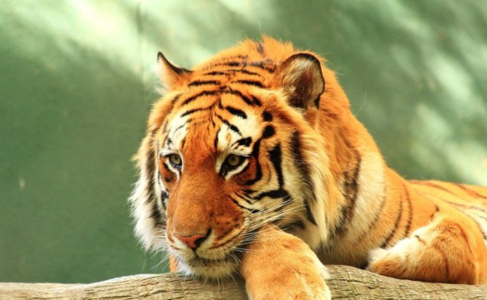 河马，大象，老虎谁最强大？