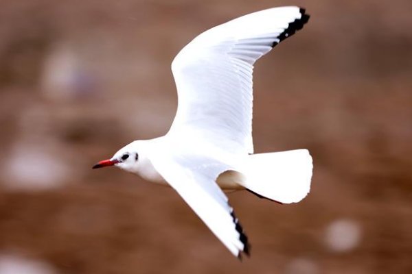 刘大白的诗,最出名