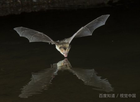 普通蝙蝠是一种什么生物？