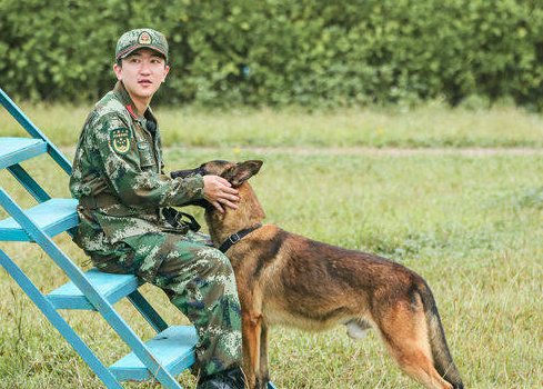 关于军犬战友情的电视剧