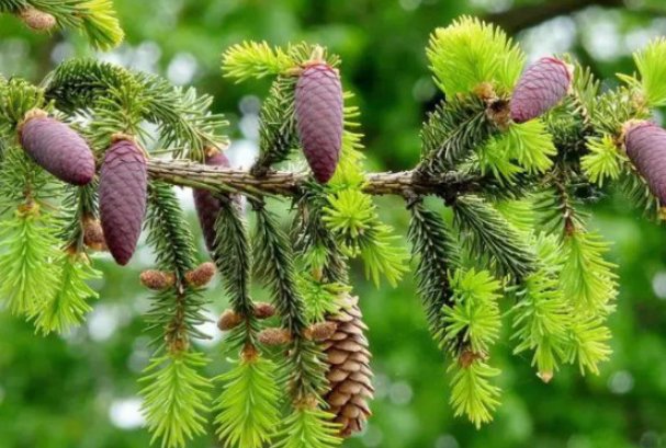 种子传播方法10种