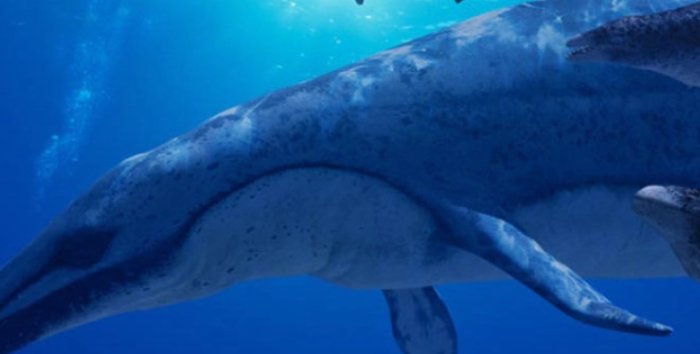 龙王鲸是灭绝了吗?