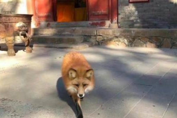 小狐狸频繁现身北京潭柘寺,它究竟是从何而来的?