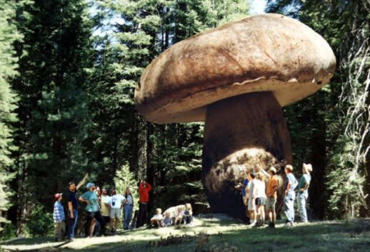 世界最大蘑菇长了2800年，蘑菇的繁殖方式是什么？