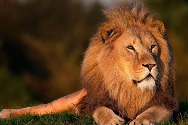 梦到狮子预示着什么