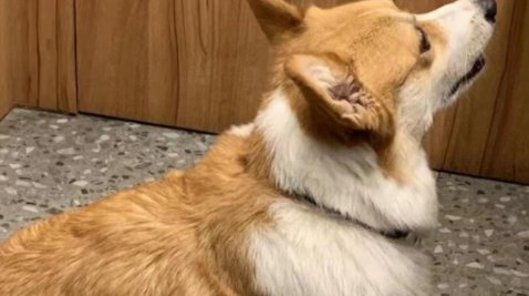 柯基最早是什么犬