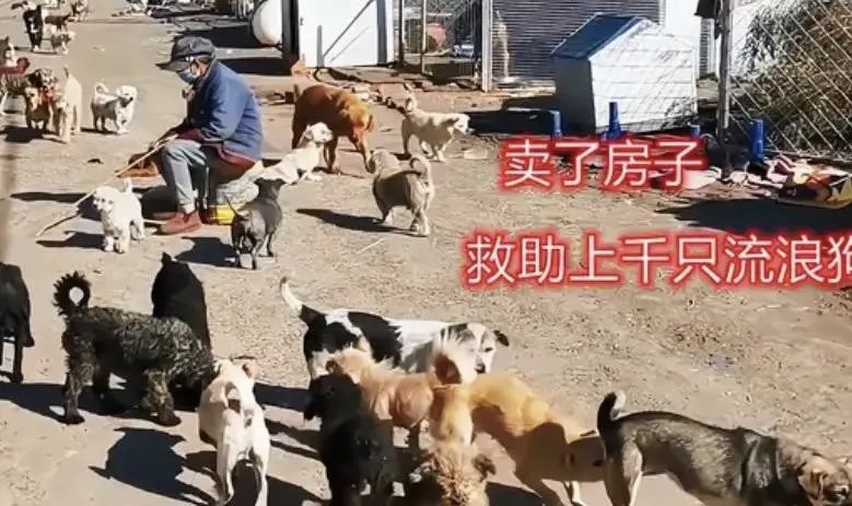 老人执念救狗20年，欠债60万卖房后住亲戚家！你觉得老人这么做值吗？