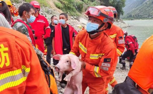 泸定地震中的“猪坚强”：被救起来时正在游泳，地震中还有哪些感人瞬间？