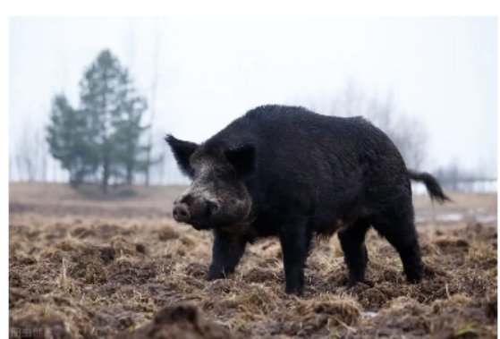 注意！北京石景山一小区有野猪出没，遇到野猪该咋办？