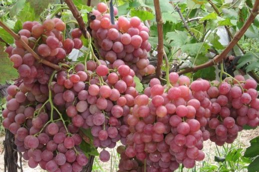 安徽淮北有什么特产？