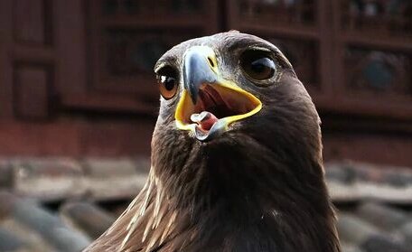 为什么苍鹰是老鹰，而不是雄鹰？