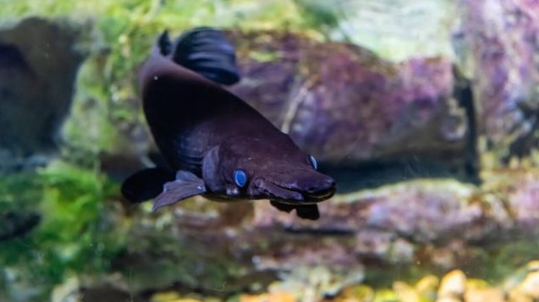 鳄雀鳝的天敌和克星是什么?这种鱼有什么危害?