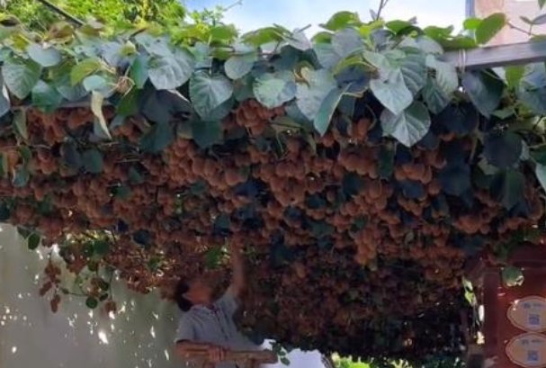 浙江丽水大爷随手种猕猴桃树结5000个果子，他是如何做到这种大丰收的？