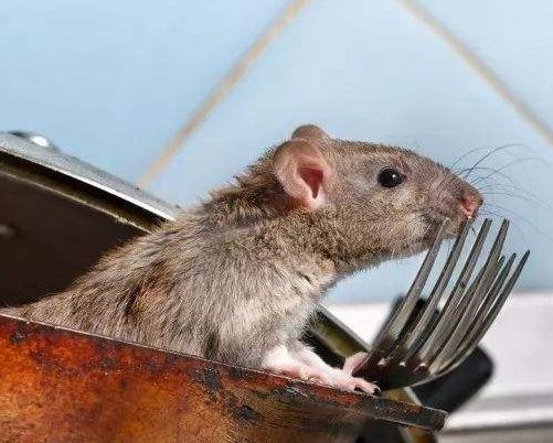 华南农大通报老鼠食堂爬行，哪些人都被问责了？